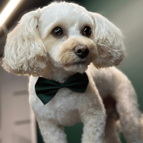 
                    Как привлечь 100+ клиентов в грумерский салон Варшаве в первый месяц открытия            