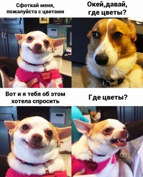 
                    Кейс по таргету: как получить 2000 заявок по 1,4$ цветочному магазину в инстаграм            