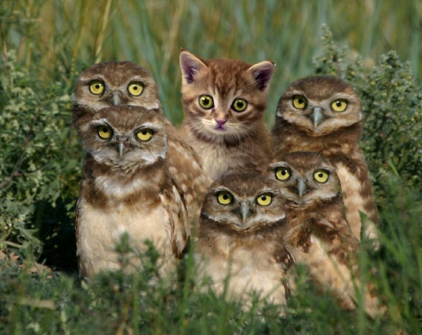 
                    Шпионим, воруем, побеждаем: как украсть 90% лучших идей у конкурентов в SEO и стоит ли вообще это делать?            