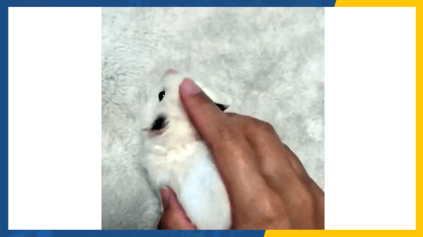 Графические объявления в Директе - что это и как их готовить?
Графические объявления в Директе - что это и как их готовить?