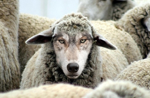 8 способов проверки, как не облажаться с накрученным телеграм каналом при закупе рекламы
8 способов проверки, как не облажаться с накрученным телеграм каналом при закупе рекламы