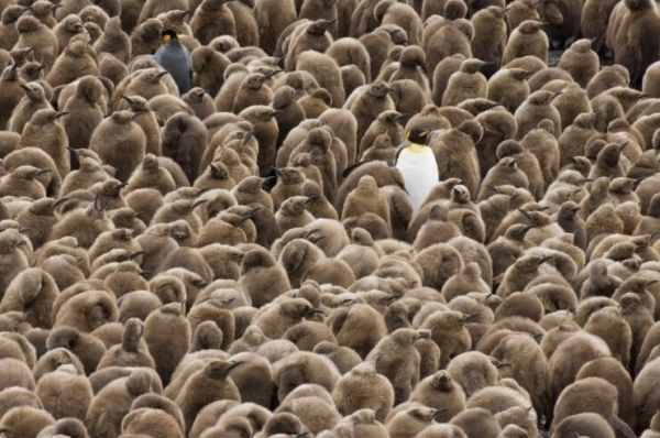 Как наш мозг принимает решения: когнитивные ошибки, исследования и большой маркетинговый факап + бонус в конце             
                    Как наш мозг принимает решения: когнитивные ошибки, исследования и большой маркетинговый факап + бонус в конце