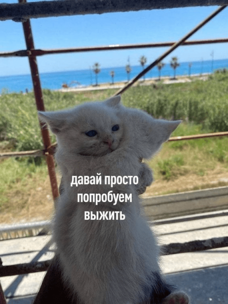 
                    Как выбрать себе таргетолога, который сделает результат в 23-24 году и сколько он будет стоить?            