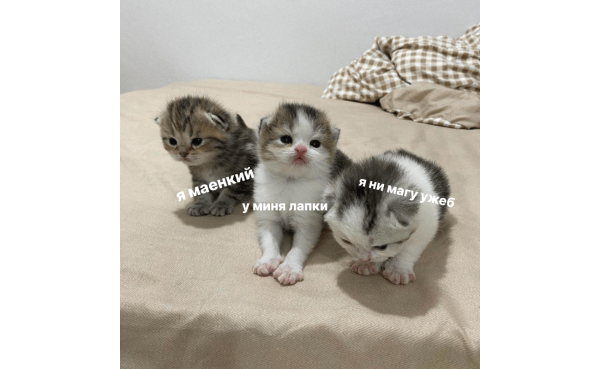 
                    Провальные стартапы техногигантов: как не повторить ошибки Google, Microsoft и Amazon            