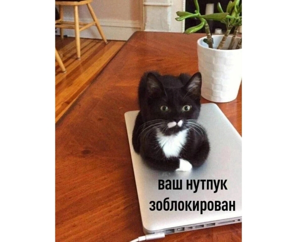 
                    Провальные стартапы техногигантов: как не повторить ошибки Google, Microsoft и Amazon            