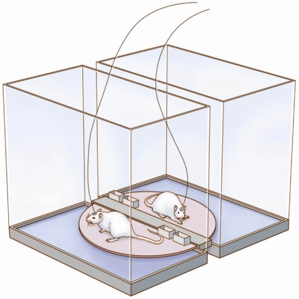 Сколько человек может не спать?
Сколько человек может не спать?