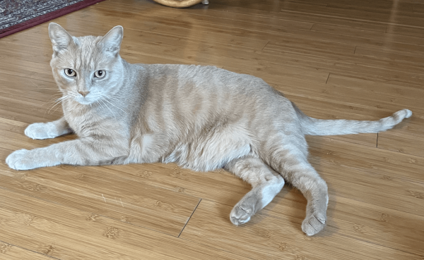 
                    Лучшие сервисы для генерации ИИ изображений на примере котиков            