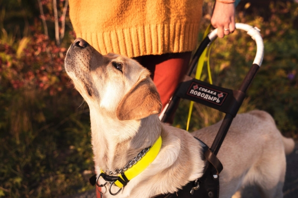 Кейс: как S7 Airlines и «Собаки-помощники» вместе развивают доступную среду для незрячих людей             
                    Кейс: как S7 Airlines и «Собаки-помощники» вместе развивают доступную среду для незрячих людей