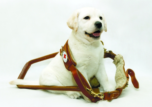 Кейс: как S7 Airlines и «Собаки-помощники» вместе развивают доступную среду для незрячих людей             
                    Кейс: как S7 Airlines и «Собаки-помощники» вместе развивают доступную среду для незрячих людей