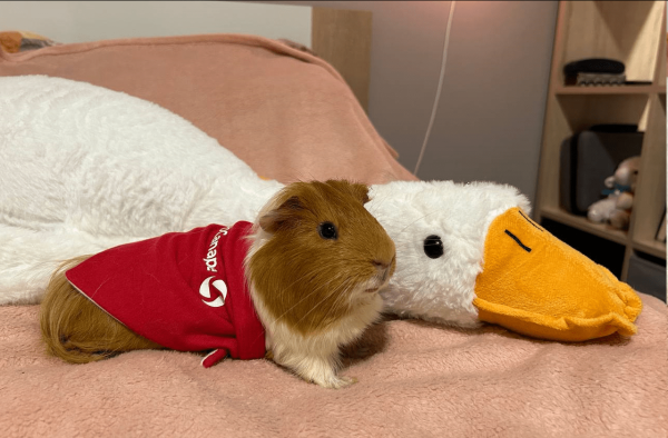 
                    Четвероногие амбассадоры бренда: как мы сделали корпоративный мерч для животных            