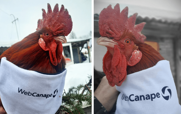 
                    Четвероногие амбассадоры бренда: как мы сделали корпоративный мерч для животных            