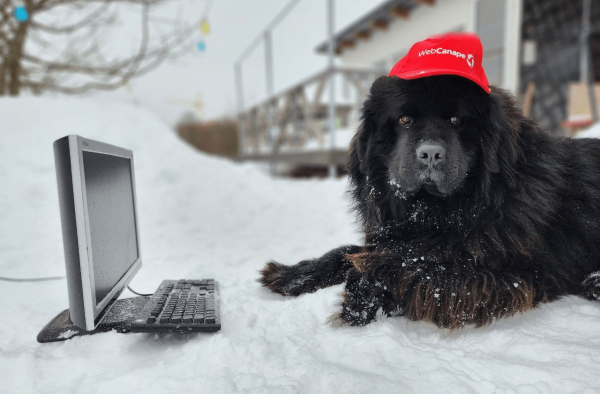 
                    Четвероногие амбассадоры бренда: как мы сделали корпоративный мерч для животных            