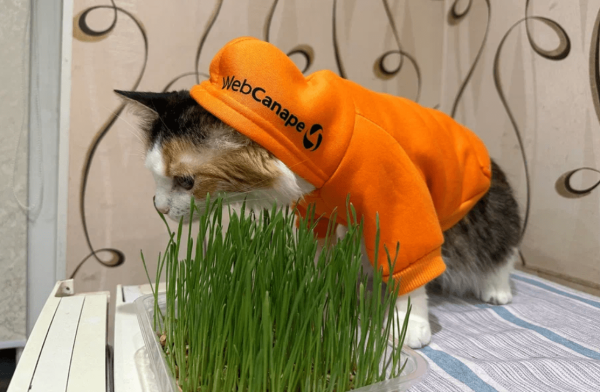 
                    Четвероногие амбассадоры бренда: как мы сделали корпоративный мерч для животных            