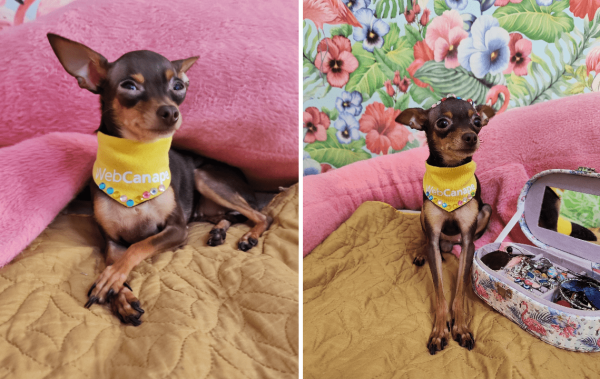 
                    Четвероногие амбассадоры бренда: как мы сделали корпоративный мерч для животных            