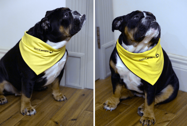 
                    Четвероногие амбассадоры бренда: как мы сделали корпоративный мерч для животных            