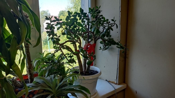 
                    Как мы делаем медиа о бытовой технике миллиардным            